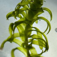 Canadian Pondweed